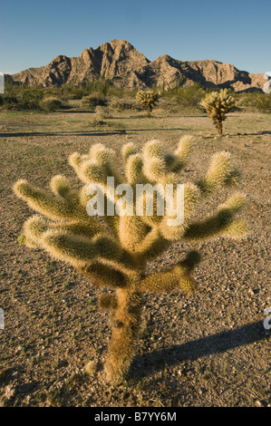 Teddy Bear Cholla Cactus (Cylindropuntia Bigelovii) Tinajas Altas Berge, Barry Goldwater Air Force Range, Arizona Stockfoto