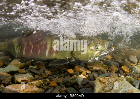 Chum Salmon Oncorhynchus Keta Alaska Juneau Stockfoto