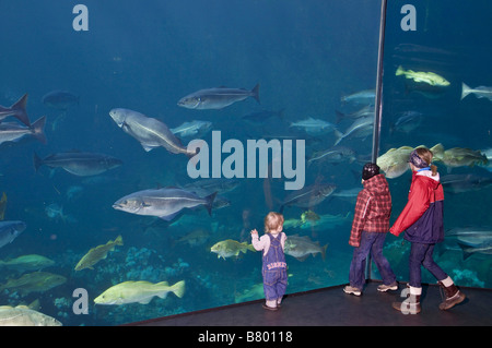 Kinder beobachten das riesige Kaltwasser marine Aquarium im Atlanterhavsparken in Aalesund Stockfoto