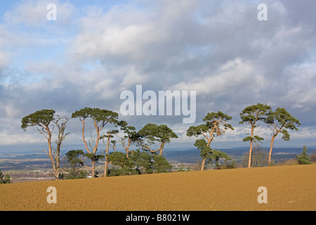 Blick auf Zeile des alten Föhre Bäume Pinus Sylvestris Cotswolds UK Stockfoto