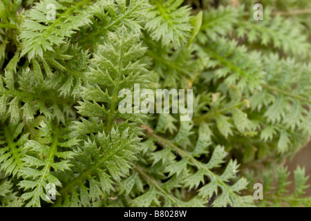 Cotula Squalida "Messingknöpfe" New Zealand Stockfoto