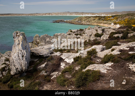 Gypsy Cove, in der Nähe von Stanley, Falkland-Inseln Stockfoto