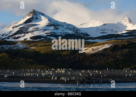 Königspinguine (Aptenodytes Patagonicus) auf Rocky Beach, Salisbury Plain, South Georgia Island Stockfoto