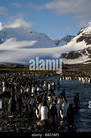 Häutung Erwachsenen Königspinguine (Aptenodytes Patagonicus), Salisbury Plain, South Georgia Island Stockfoto