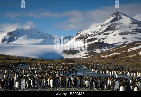 Häutung Erwachsenen Königspinguine (Aptenodytes Patagonicus), Salisbury Plain, South Georgia Island Stockfoto