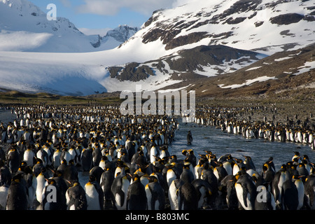 Häutung Erwachsenen Königspinguine (Aptenodytes Patagonicus), Salisbury Plain, South Georgia Island Stockfoto