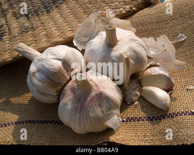 Allium Sativum, Knoblauch Zwiebeln und Knoblauchzehen Stockfoto