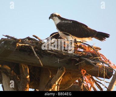 Fischadler sitzt auf seinem Nest, die darauf warten, ihre Jungen zu füttern, bei Sonnenaufgang Stockfoto