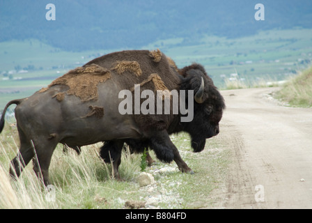 Großen Bison Bulle beim Überqueren der Straße in Bison Range Stockfoto
