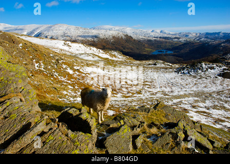 Herdwick Schafe mit Rydal Wasser in der Ferne, Nationalpark Lake District, Cumbria, England UK Stockfoto