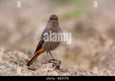 Hausrotschwanz Phoenicurus Ochrurus winter cornwall Stockfoto