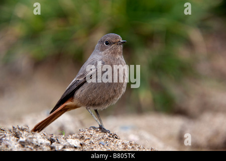 Hausrotschwanz Phoenicurus Ochrurus winter cornwall Stockfoto