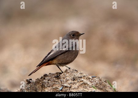 Hausrotschwanz Phoenicurus Ochrurus winter cornwall Stockfoto