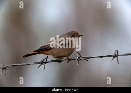 Hausrotschwanz Phoenicurus Ochrurus winter cornwall Stockfoto