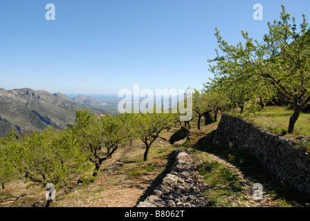 Berg-Terrassen von Mandelbäumen im Frühjahr, in der Nähe von Benimaurell, Vall de Laguar. Provinz Alicante, Comunidad Valenciana, Spanien Stockfoto