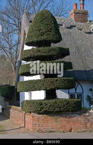 Yew Tree Cottage, Birdbrook, Essex, Großbritannien. Eine ordentlich beschnittene Eibe gibt diesem hübschen strohgedeckten Cottage seinen Namen Stockfoto