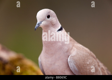 Collared Dove Steptopelia Decaocto Porträt Stockfoto