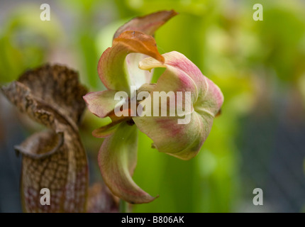 Sarracenia rubra Stockfoto