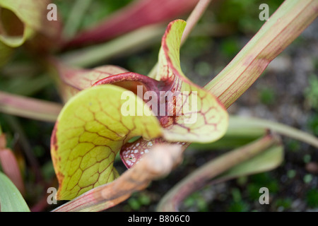 Sarracenia rubra Stockfoto