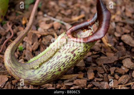 Sarracenia rubra Stockfoto