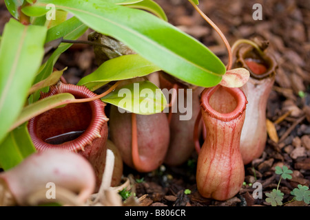 Sarracenia rubra Stockfoto