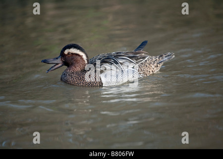 Garganey Anas Querquedula männlich Stockfoto