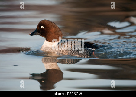 Goldeneye Bucephala Clangula weiblich Stockfoto