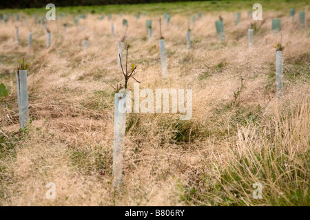 Bäumchen Bäumchen Trenant Holz cornwall Stockfoto