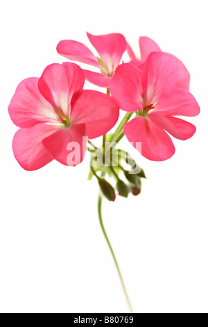 Pelargonien - Geranium Stockfoto