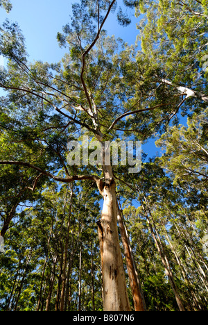 Hohen Bäumen Western Australia Stockfoto