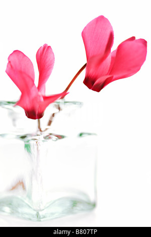 Zwei rosa Alpenveilchen-Blüten in kleinen Glas-vase Stockfoto