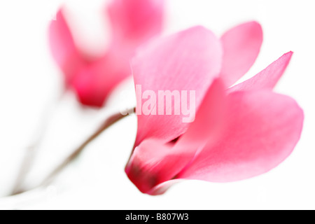 Zwei rosa Alpenveilchen-Blüten vor weißem Hintergrund Stockfoto