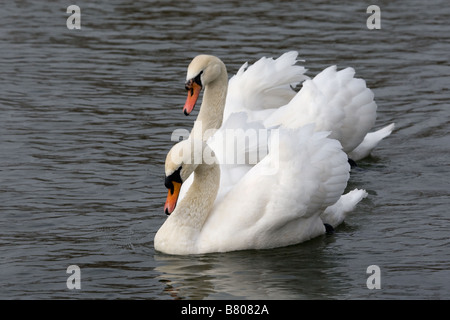 Höckerschwäne im Frühling Stockfoto