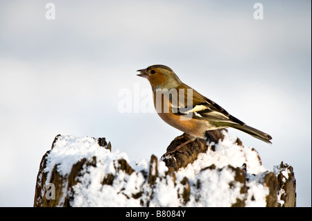 Buchfink auf Pfosten im Schnee - Fringilla coelebs Stockfoto