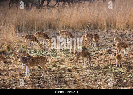 Herde von Spotted Chital Rotwild (Achse-Achse) mit Hirsch im Vordergrund, Ranthambhore National Park, Indien Stockfoto