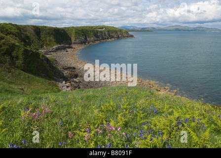 Glockenblumen und rosa Campion auf Cruggleton Punkt und die Ansicht Nord Dumfries und Galloway Schottland Mai Stockfoto