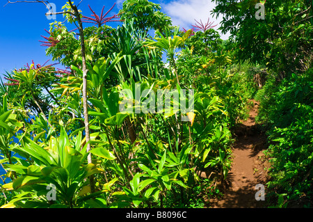 Üppige Vegetation entlang der Kalalau Trail Na Pali Küste Insel Kauai Hawaii Stockfoto