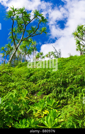 Üppige Vegetation entlang der Kalalau Trail Na Pali Küste Insel Kauai Hawaii Stockfoto