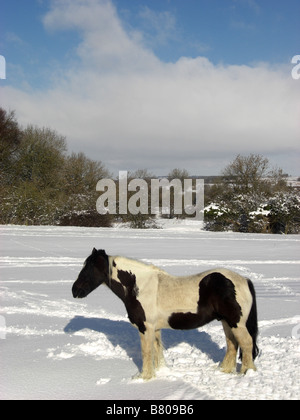 Black And White Horse in schneebedeckten Feld in Oxfordshire Stockfoto