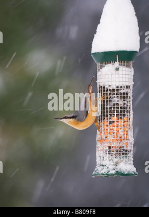 Kleiber (Sitta europaea) auf einem futterhaus im Winter im Schnee, Surrey, Großbritannien Stockfoto