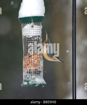 Kleiber (Sitta europaea) auf einem futterhaus im Winter im Schnee, Surrey, Großbritannien Stockfoto