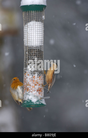 Kleiber (Sitta europaea) und Robin (Erithacus Rubecula) auf einem futterhaus im Winter im Schnee, Surrey, Großbritannien Stockfoto