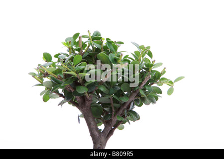 Bonsai-Baum, isoliert auf weiss, rein und sauber Stockfoto