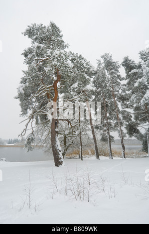 Schotten Kiefern im Schnee wenig Frensham Pond Surrey UK Stockfoto