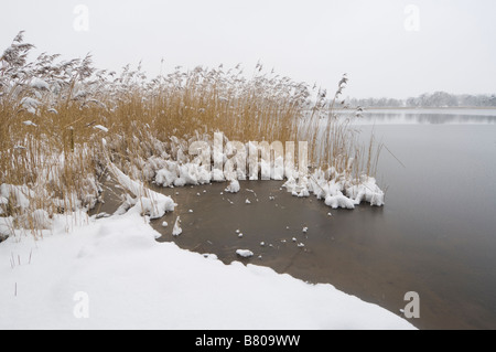 Frensham kleinen Teich Surrey UK Stockfoto