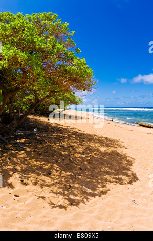 Larsens Beach North Shore Insel Kauai Hawaii Stockfoto
