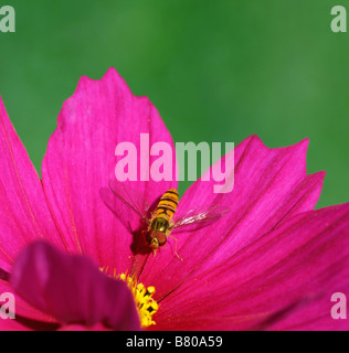 Landung auf einer Blume Makrofoto Stockfoto