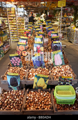 Tulpenzwiebeln für Verkauf in der Blume Markt, Amsterdam, Holland Stockfoto