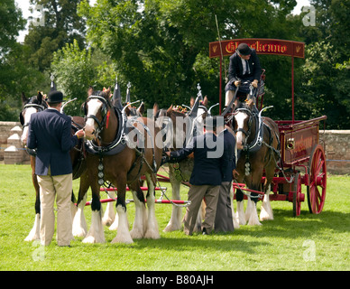 Clydesdale-Pferde mit Dray Stockfoto