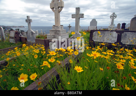 Gelbe Margeriten blühen im historischen alten Küsten Friedhof Waverley Cemetery Sydney NSW Australia No PR Stockfoto